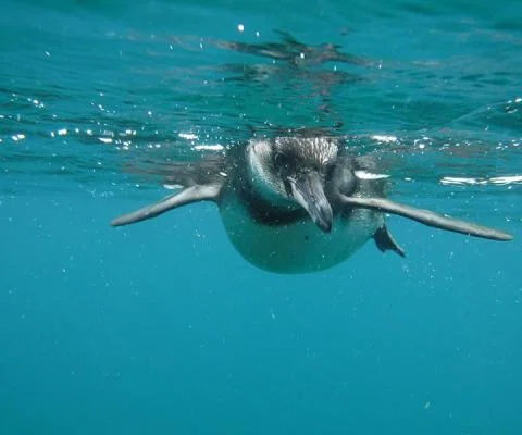 Penguin