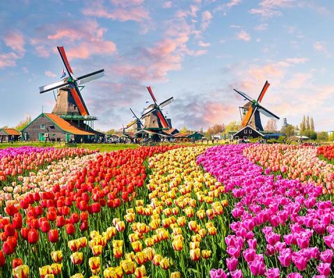 Out in the Tulips Uniworld