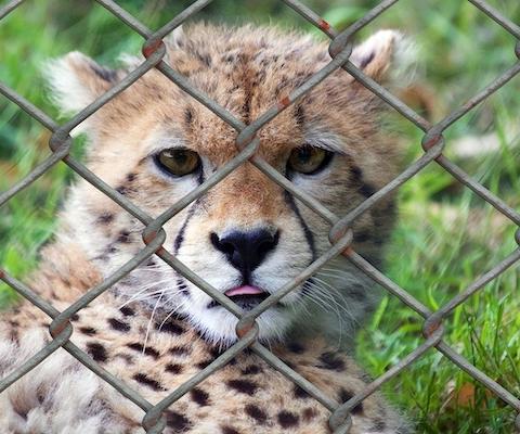 cheetah-gdcd6a219f_1280.jpg