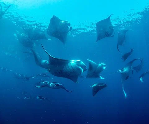Mass_Feeding_mantas_Raa_Atoll_Maldives_2017_Simon_Hilbourne_2_METhumb.jpg