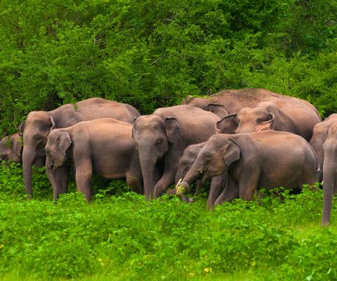 Elephants_2.jpg