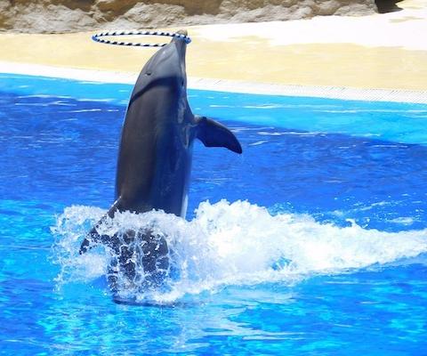 dolphins-1170348_1280.jpg