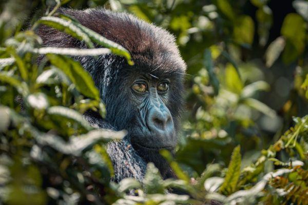 Alpha male gorillas in the park can weigh over 400lbs Alpha male gorillas