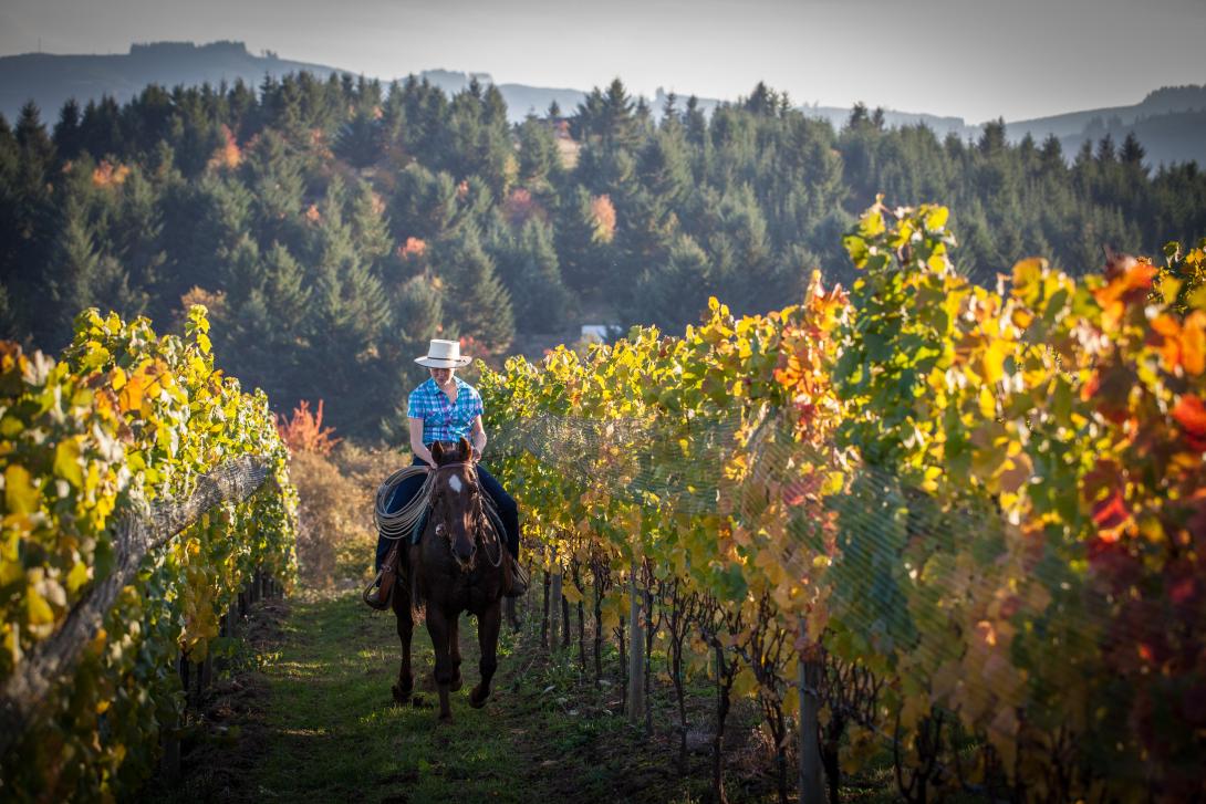 Oregon winery Oregon winery