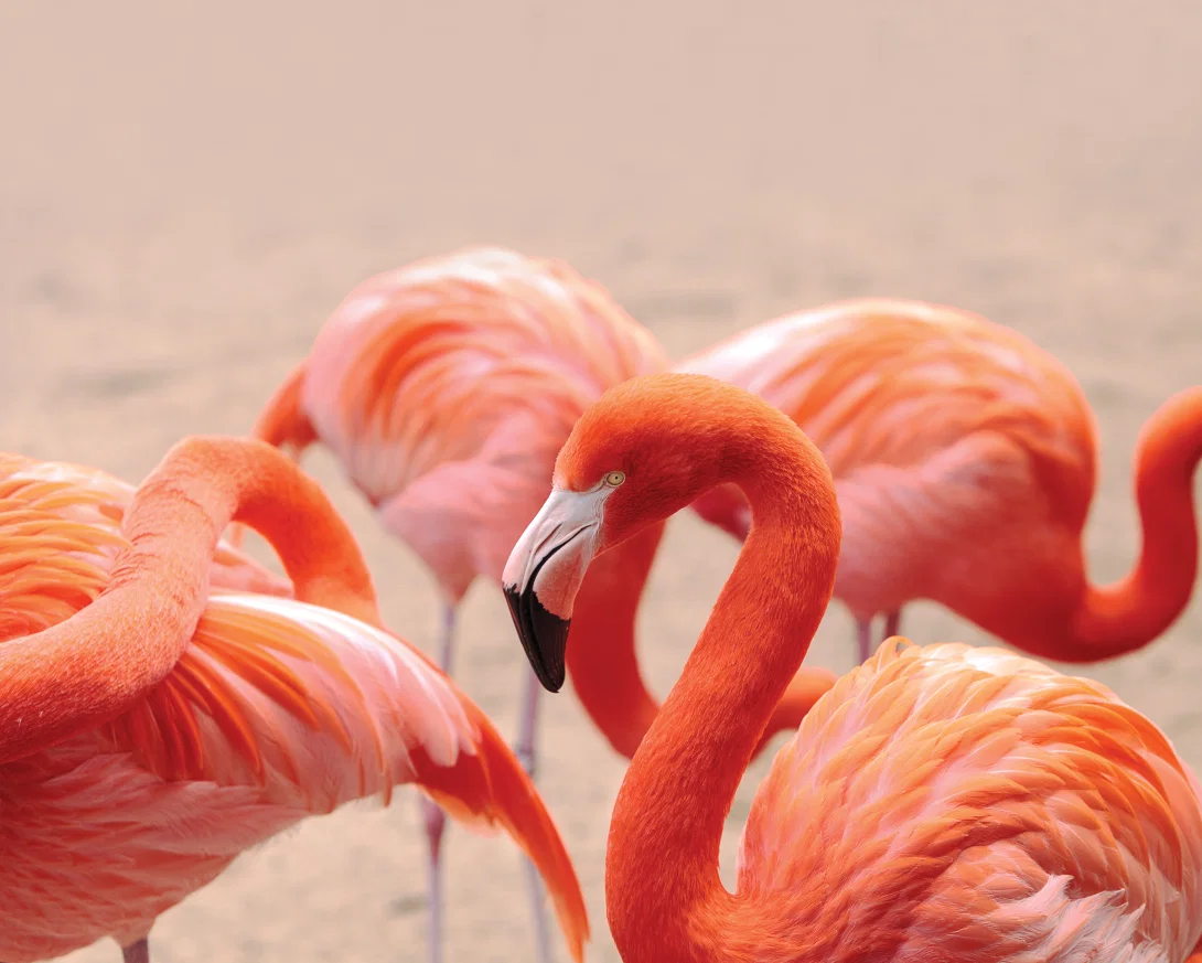 Close up of pink flamingos