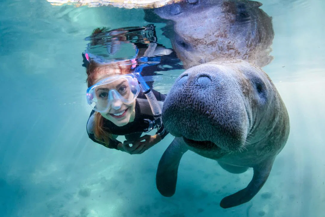 Snorkelling with a manatee in Florida