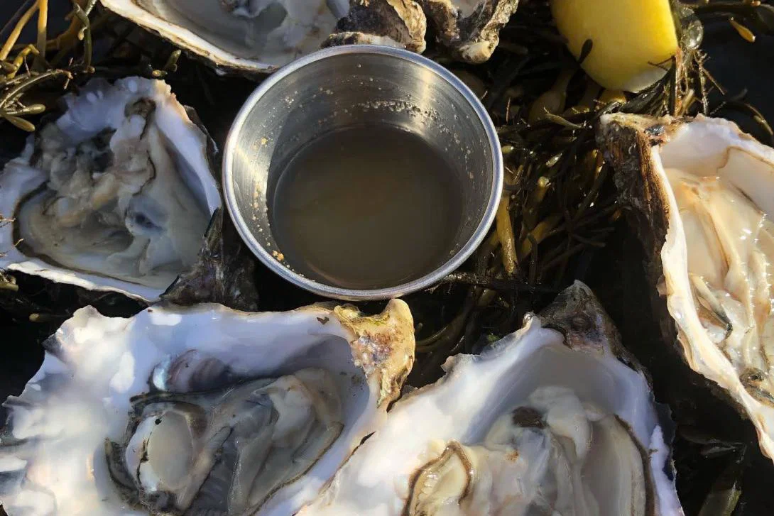 Oysters