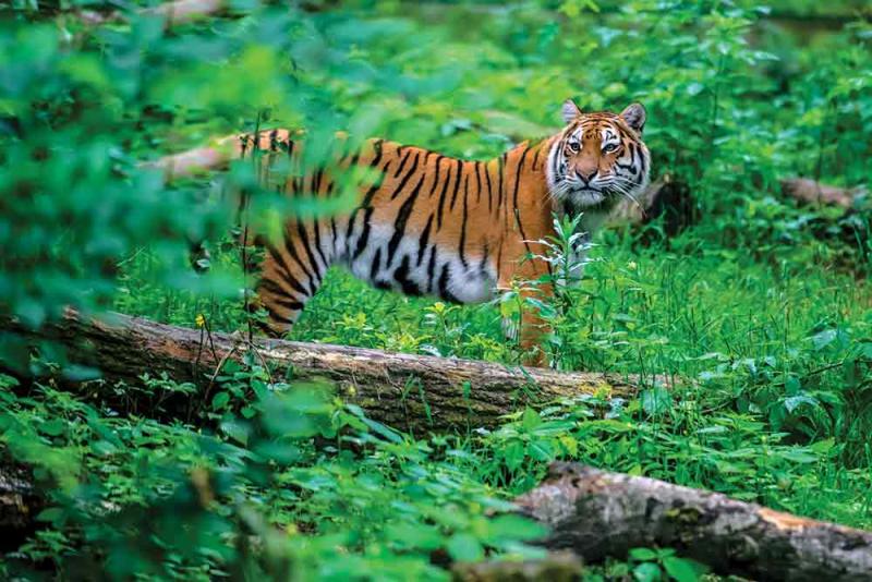 Tiger in the jungle