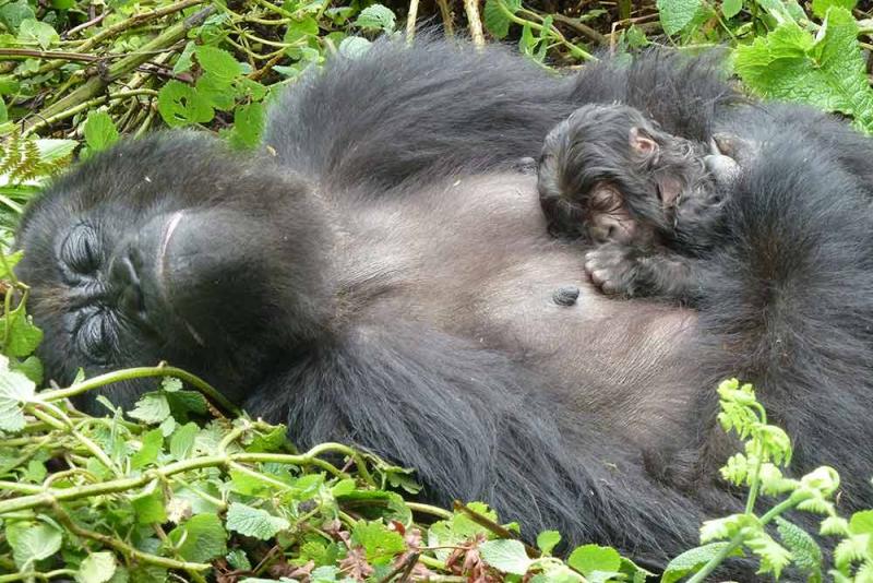 Baby gorilla 1