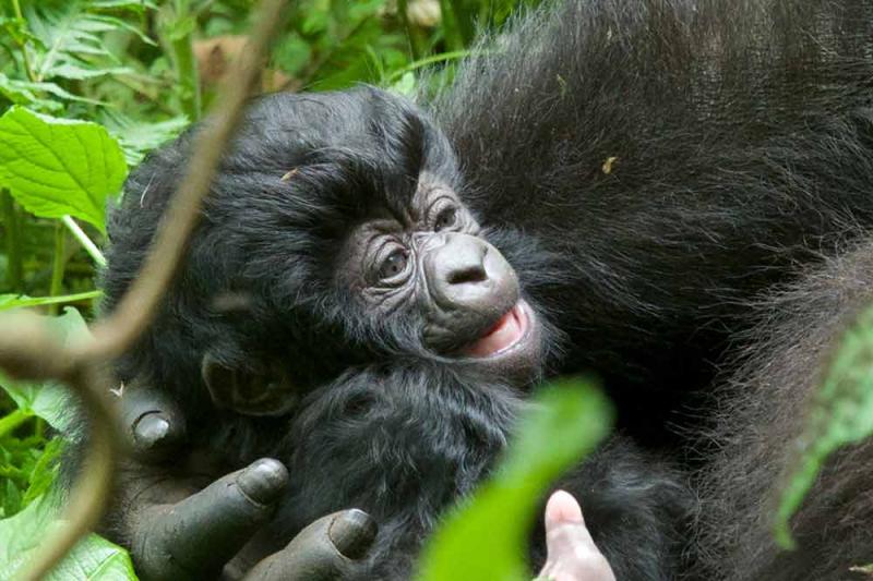 Baby gorilla 2