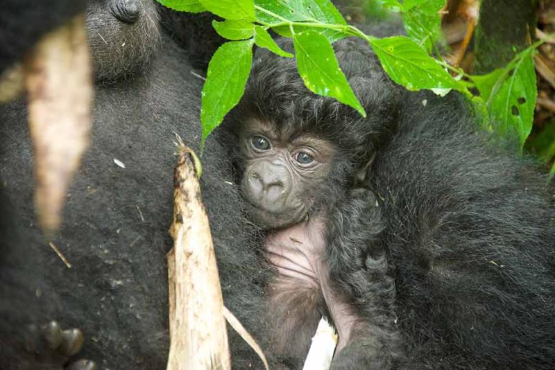Baby gorilla 3