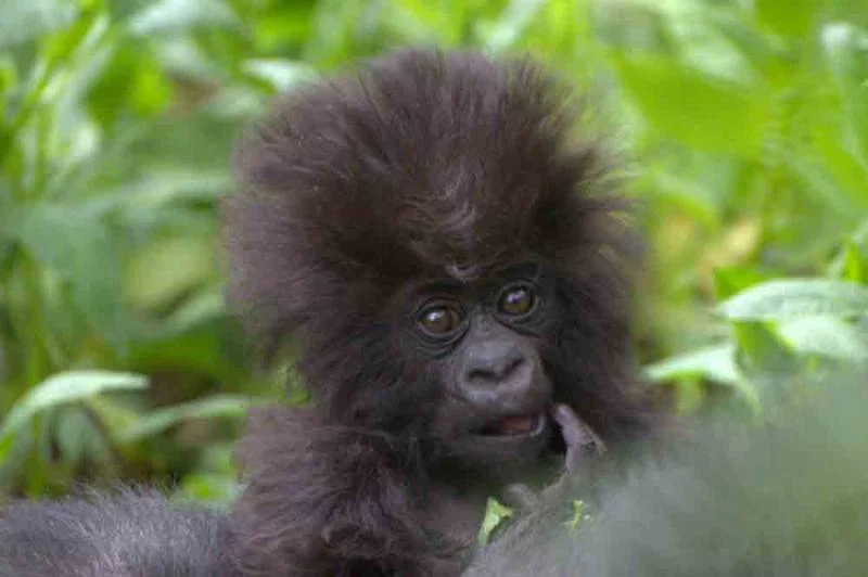 Baby gorilla 4