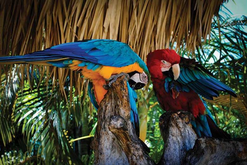 Dominica 