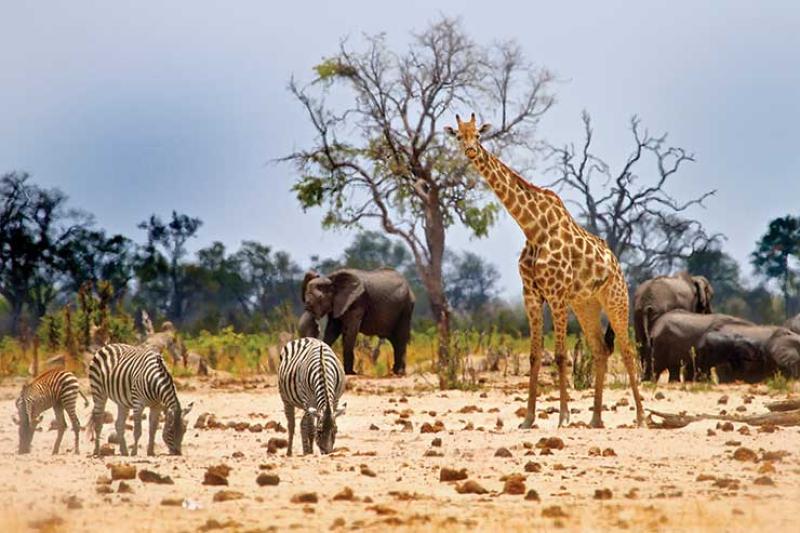 'Africa is our heartland - we had to get it right'