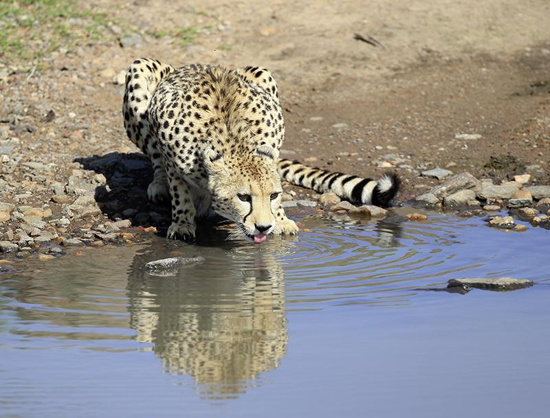 From swimming trunks to elephants’ trunks