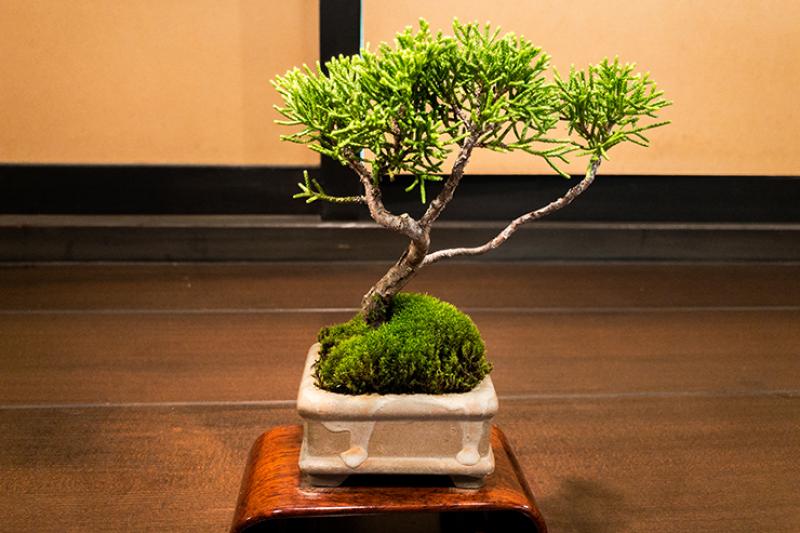 8. Bonsai and flower art