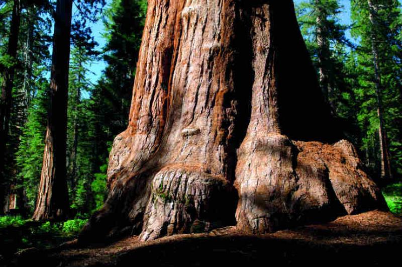 Giant grove