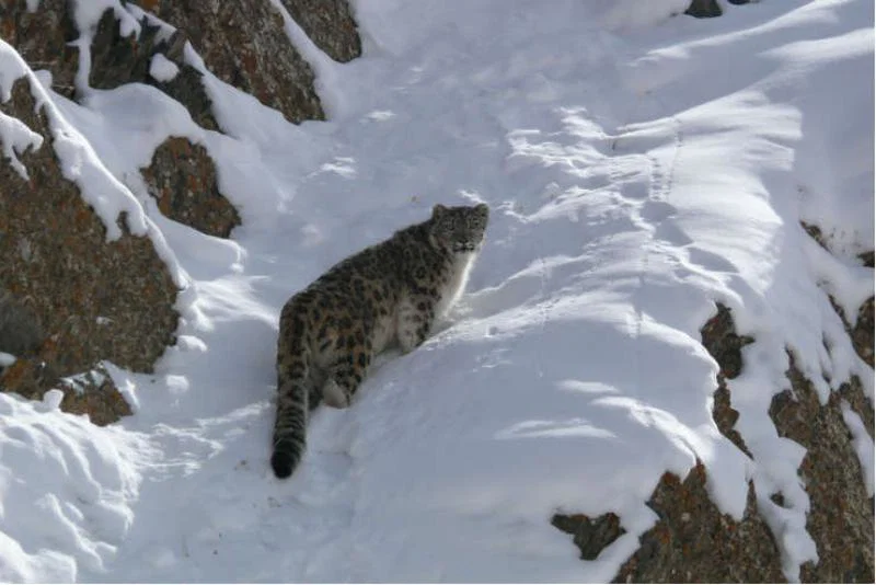 Snow leopards