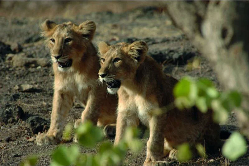 Asiatic lion