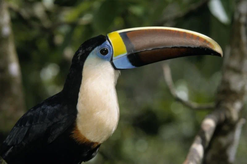 Red-billed Toucan
