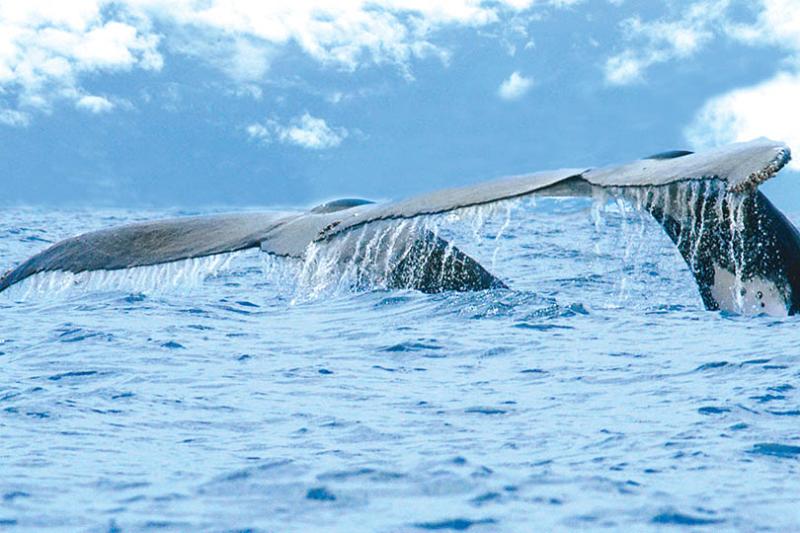 3. Whales and dolphins