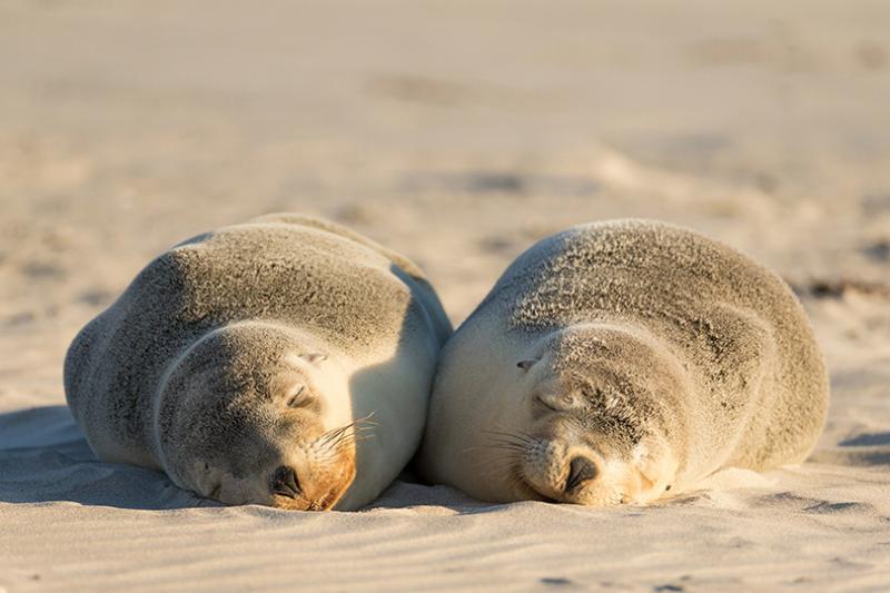 Seal Bay