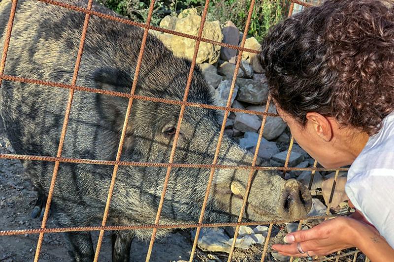 Meeting wild boar at Toscana Resort Castelfalfi nature reserve © Peter Ellegard
