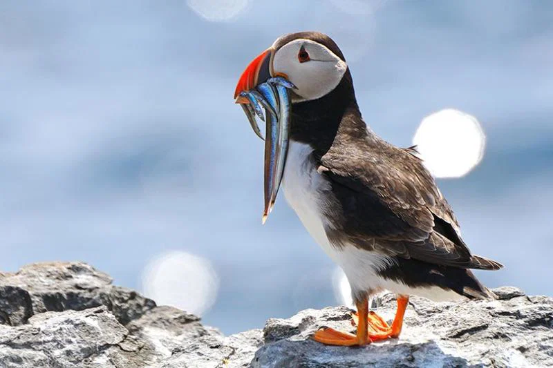 Puffins, Hurtigruten