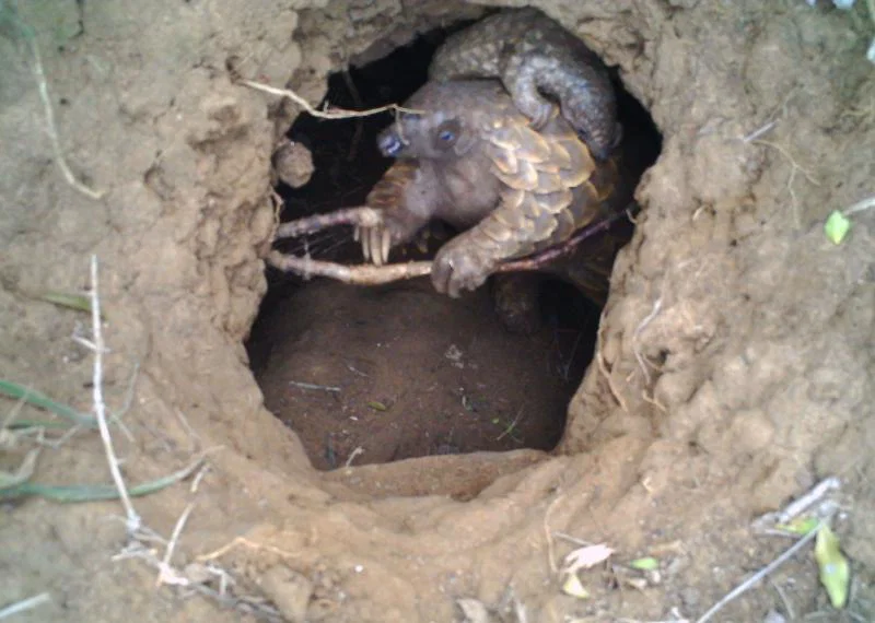 The little pup, the first to be born in the wild at Phinda for decades