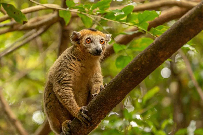 Madagascar is a new product development for Luxtripper (image: Hans-Jurgen Mager, Unsplash)