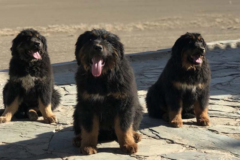 FOR DOG LOVERS