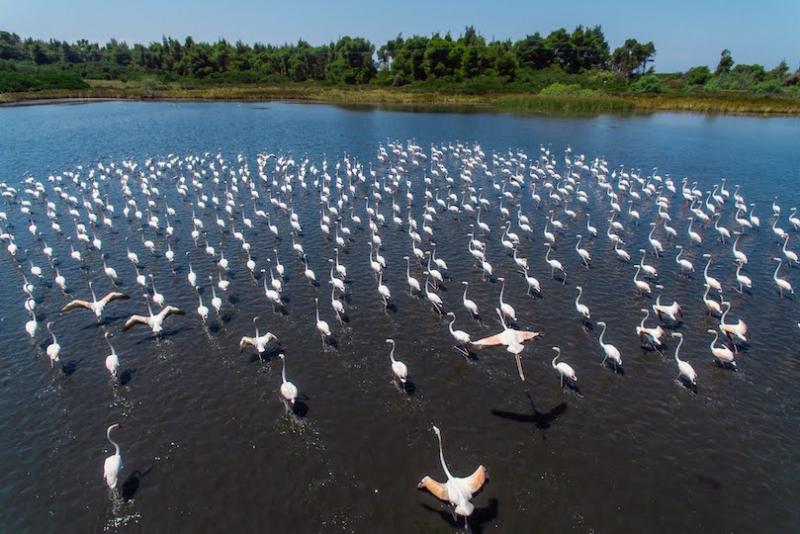 Wetlands birds