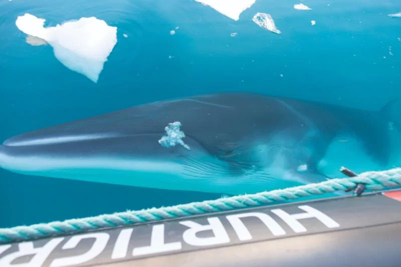 Hurtigruten’s guests can become citizen scientists while investigating humpback whales in Antarctica. Credit: Genna Roland