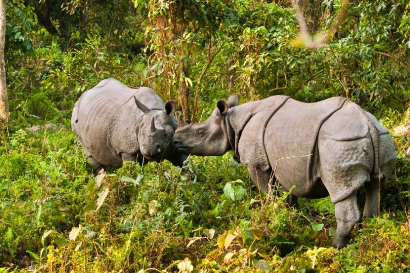 ... and to see one-horned rhinos in Kaziranga national park