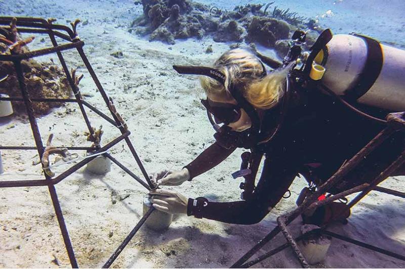 Iberostar's coral nurseries help restore coral reefs
