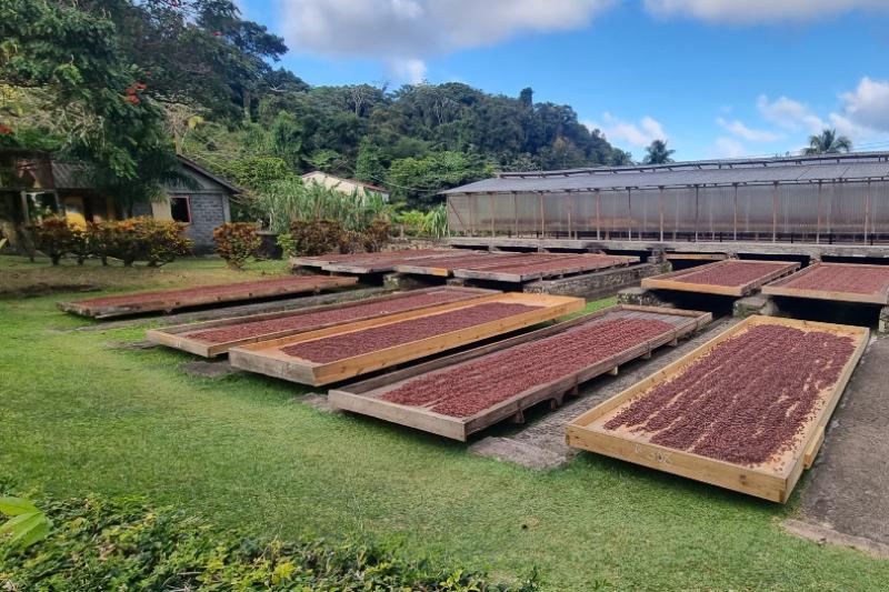 Belmont Estate is known for its chocolate making
