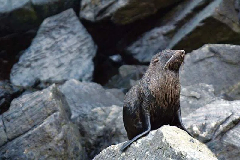 A South American fur seal 