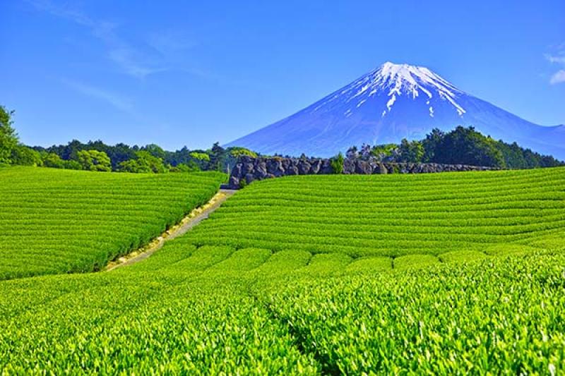 Tea plantations near Mt Fuji, Shizuoka Prefecture