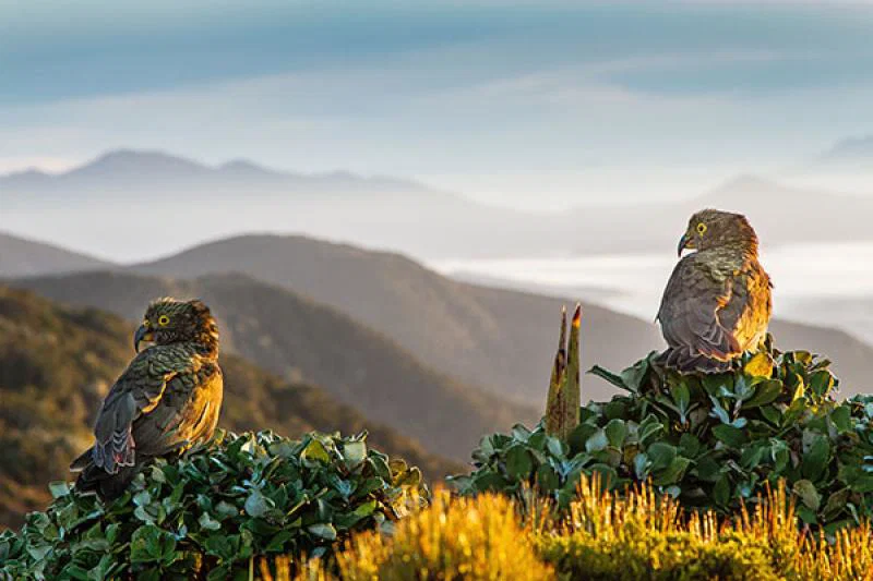 Visitors can walk the Tuatapere Hump Ridge trail. Credit: Pink Penguin Studio