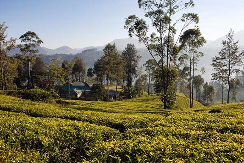 Ceylon Tea Trails in Sri Lanka will feature in the fourth episode