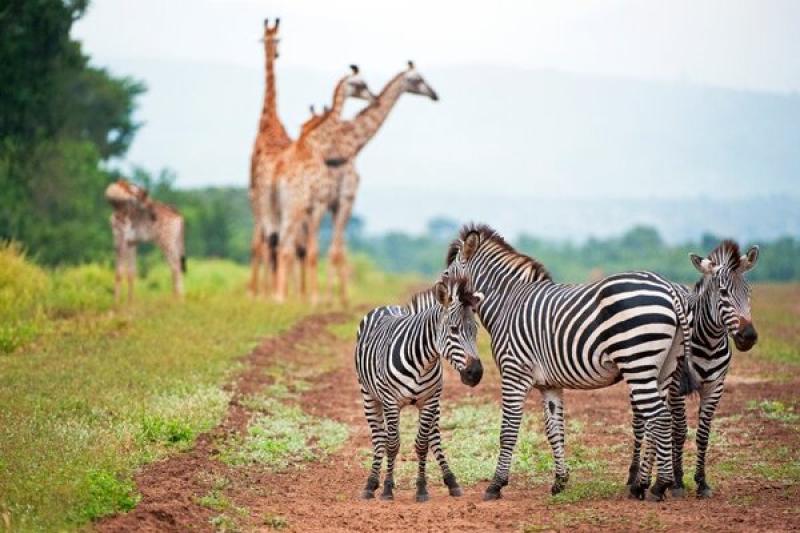 Malawi