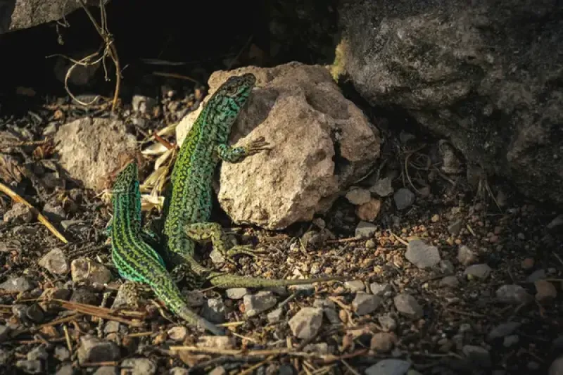 Ibiza lizards