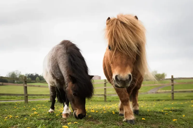 Guests can meet the hotel's Shetland ponies, Milo and Dougal