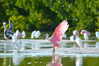 Seashells, manatees and American history: how to sell Fort Myers and Sanibel